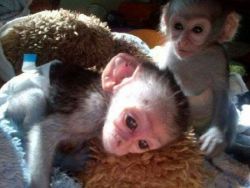 Gorgeous baby capuchin monkeys for Adoption call/text(xxx)xxx-xxxx