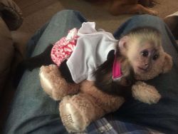 Outstanding Home raised Capuchin Monkeys for Free Adoption.
