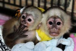 free obedient Capuchin monkeys available for adoption