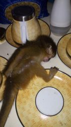 male capuchin monkey wants a new home
