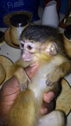 get the male capuchin that need a new home