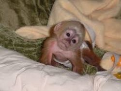 monkey capuchin