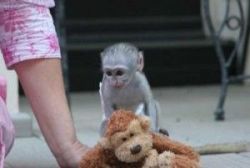 Gorgeous Capuchin Monkeys For Adoption