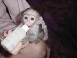 Baby Capuchin And Marmoset Monkeys