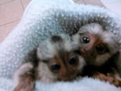 beautiful Marmoset Monkeys looking for caring homes (xxx) xxx-xxx1 Ma