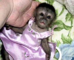 baby Capuchin monkey for adoption