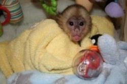 Capuchin for Adoption