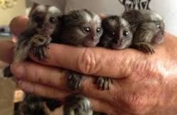 Cute and awesome marmoset monkeys for adoption