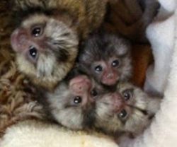 Chimpanzee baby monkeys and babies TEXT OR CALL US ..(xxx)xxx-xxxx