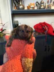 marmoset babies male and female for 500$ each