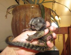 male and female marmoset monkeys for 300$ ,well fed and trained