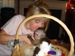 Lovely Baby Capuchin Monkeys Available, , Please Text (xxx) xxx-xxx3