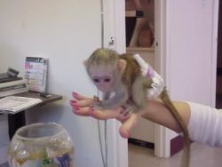 Smart Capuchin monkey for rehoming