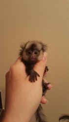 2 baby girl marmoset monkeys available Text (xxx) xxx-xxx9
