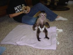 Free Free Amazing Capuchin monkeys