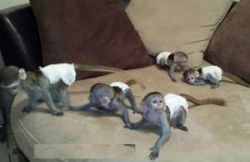 Free Amazing Capuchin monkeys and marmoset monkeys available for fr