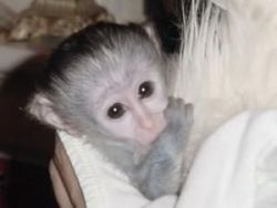Extra Charming Male And Female Capuchin Monkeys For Sale