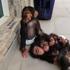 Adorable Baby Chimpanzees