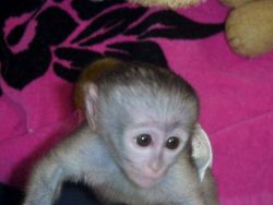 white face Capuchin monkey for sale
