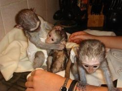 Great Awesome Capuchin Monkeys available