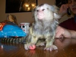 capuchin/Marmoset Monkeys