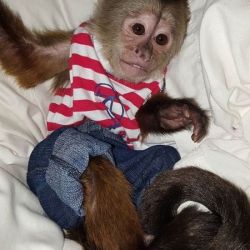 X-MAS GIFT Baby Face Capuchin Monkeys Available Text/Call (270) 261-56