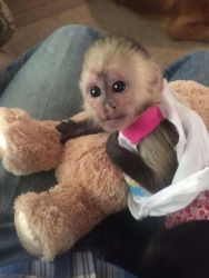 We*have*one*cute*capuchin*monkey*we giving**out*for*adoption(404) 947-