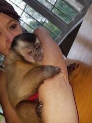 Capuchin monkeys for sale
