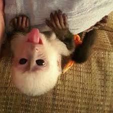 Healthy Capuchin Monkeys Available male & female Text/Call (270) 261-