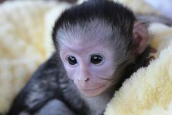 Gorgeous Capuchin Monkeys