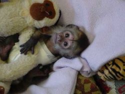 Healthy Capuchin male & female Monkeys Available for adoption please c