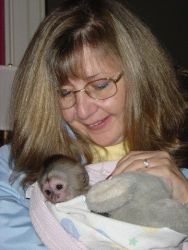Baby Capuchin Monkeys For Re-homing