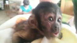 Amazing \ female capuchin Monkey for sale so cute