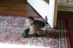Cute baby capuchin Monkeys For Adoptio