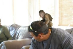 Baby Capuchin/Finger Marmoset Monkeys