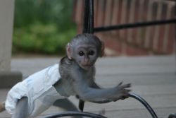 Baby Capuchin/Finger Marmoset Monkeys for adoption text xxx-xxx-xxxx