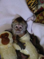 cute healthe baby capuchin monkeys male and female for adoption
