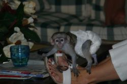 Super fine cfa registered Capuchins Monkey