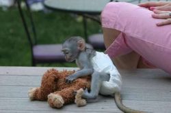 Cute Capuchins Monkey with much love for any good home