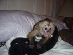 Capuchin Monkeys for Re-homing text us (xxx)xxxxxxx