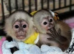 Adorable Chapuchin monkeys for free adoption