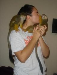 Chapuchin monkeys for adoption