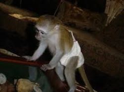 Adorable Capuchin monkeys ready for new loving homes (xxx) xxx-xxx3
