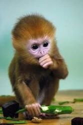 free capuchin monkeys for home adoption well train and they can play w