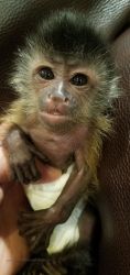 Adorable Capuchin monkeys