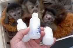 Hand Raised male female Capuchin monkeys for sale.