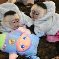 MALE AND FEMALE ADORABLE CAPUCHIN FOR FREE ADOPTION