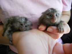 Energetic finger marmoset and capuchin monkeys available text (209) 82