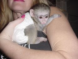 Cutest capucin monkeys to all pet lovers (xxx) xxx-xxx4