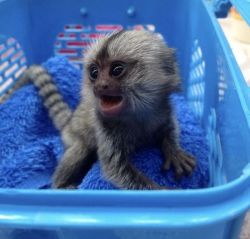 Cute Finger Marmoset/Capuchin Monkeys Ready To Go